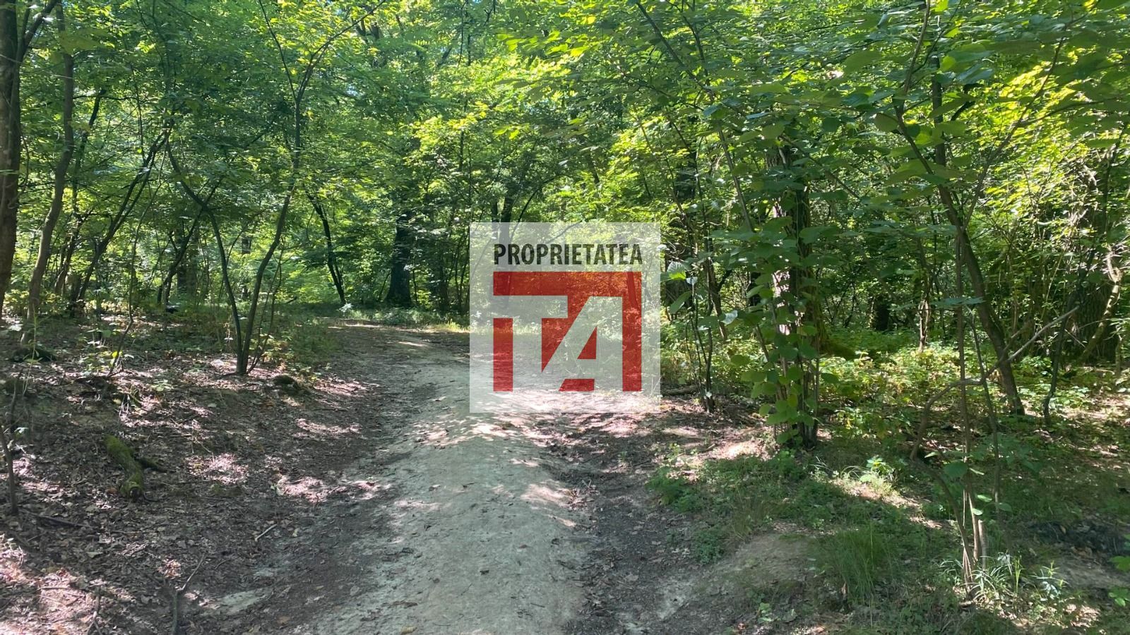 Padure Lapusel 48 ari - Poză 4