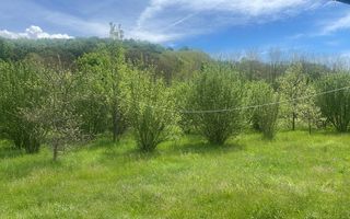 Teren extravilan 61.000 mp | Veseud, Sibiu | plantație aluni, trufe - Poză 1