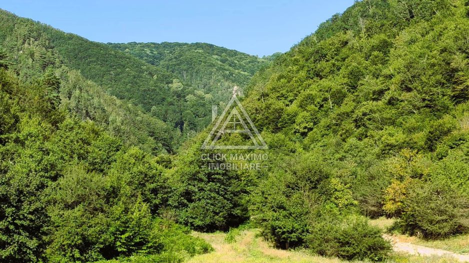 240 Hectare Pădure Valea Oltului Resurse Naturale Potențial Turistic - Poză 5