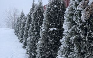 Oportunitate excelentă – teren generos + casă MOBILATĂ UTILATĂ - Poză 7