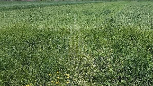 Teren de vânzare | Șura Mare - Poză 3