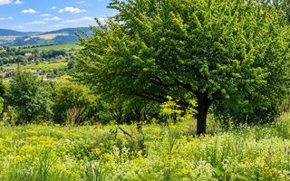 TEREN INTRAVILAN 960 MP ÎN DAIA NOUĂ | ÎMPREJMUIT | UTILITĂȚI - Poză 7