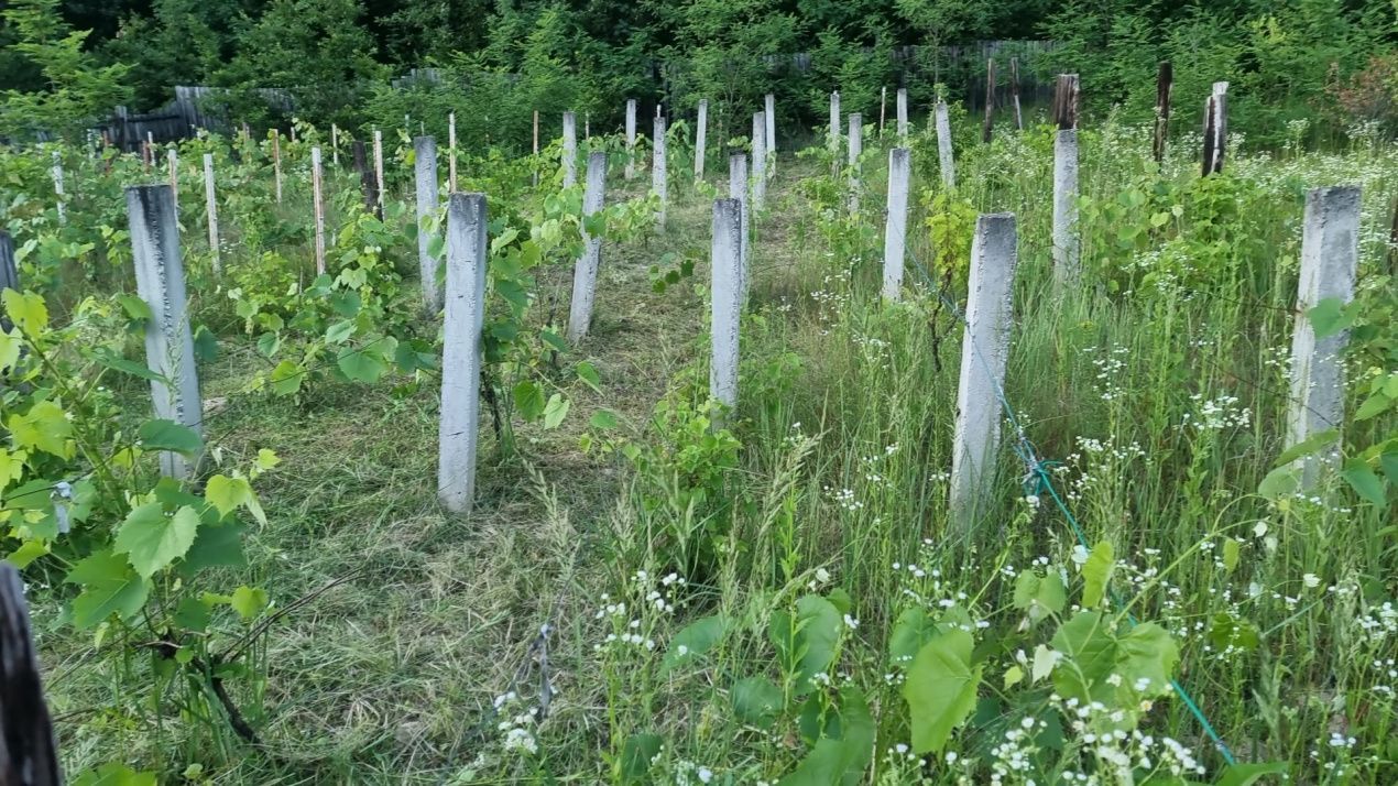 Casă P+M cu 1.558 mp teren, livadă și garaj | Barza, Gorj Comision 0%  - Poză 14