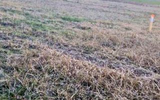 Teren intravilan Paleu cu PUZ si PUD aprobat - Poză 2