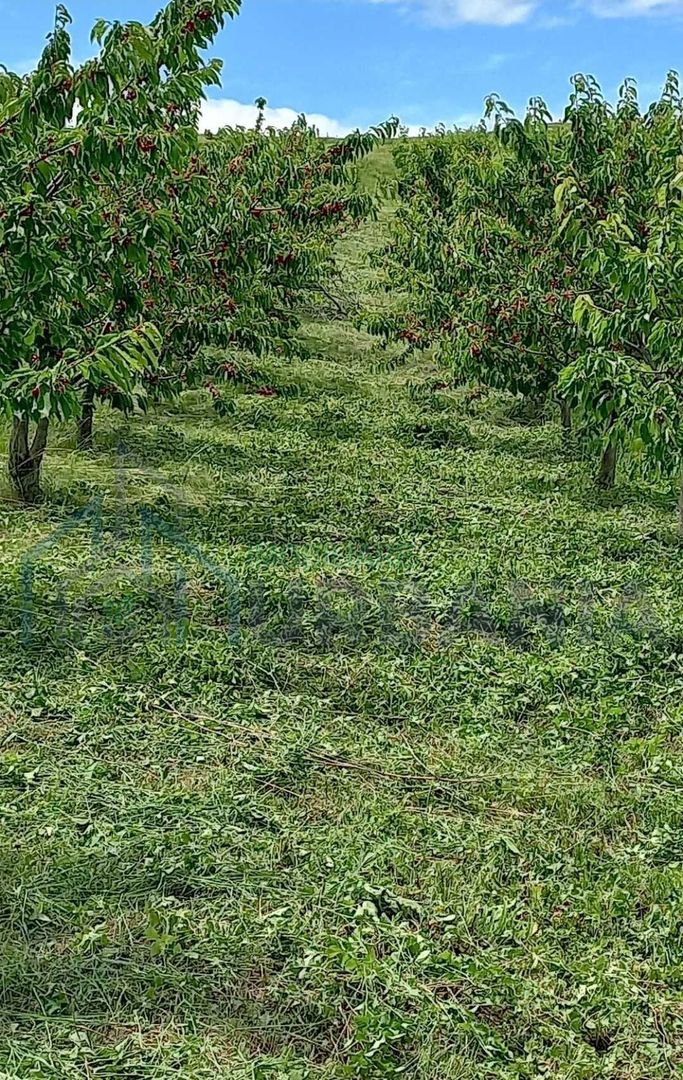 Teren intravilan de vânzare, Cristești-Brăești, Iași, 2.650 mp - Poză 3