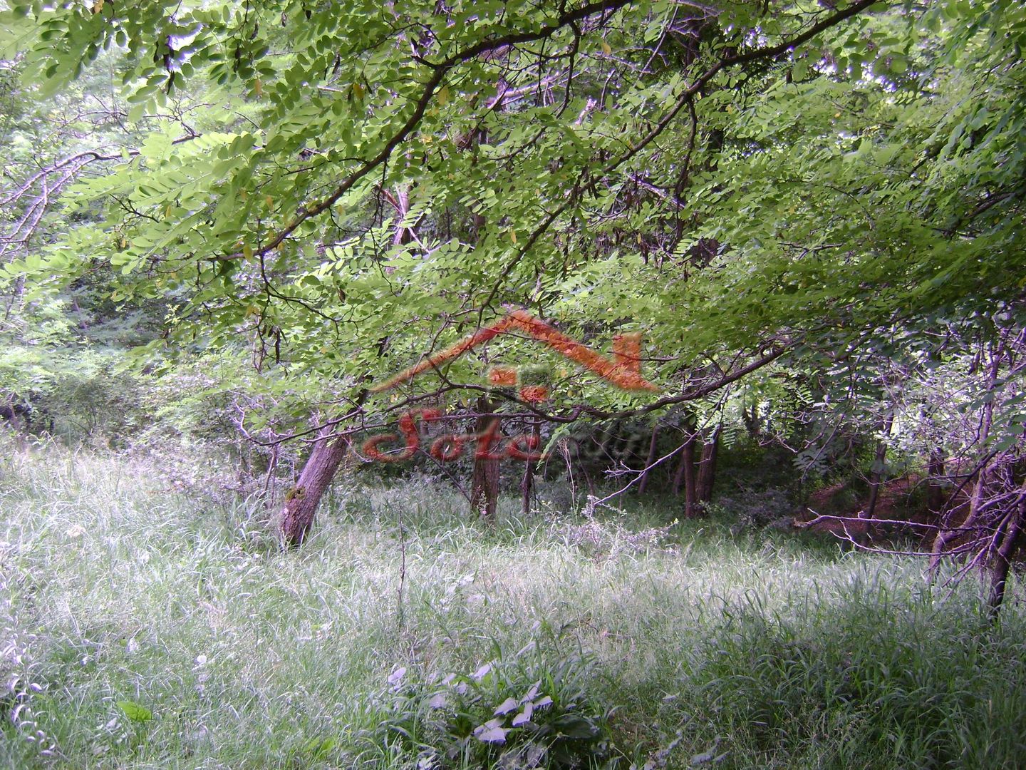 Teren de vanzare Cornu 3074 mp - Poză 4