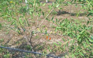 Teren intravilan cu PLANTATIE DE GOJII de vanzare in Racari - Poză 5
