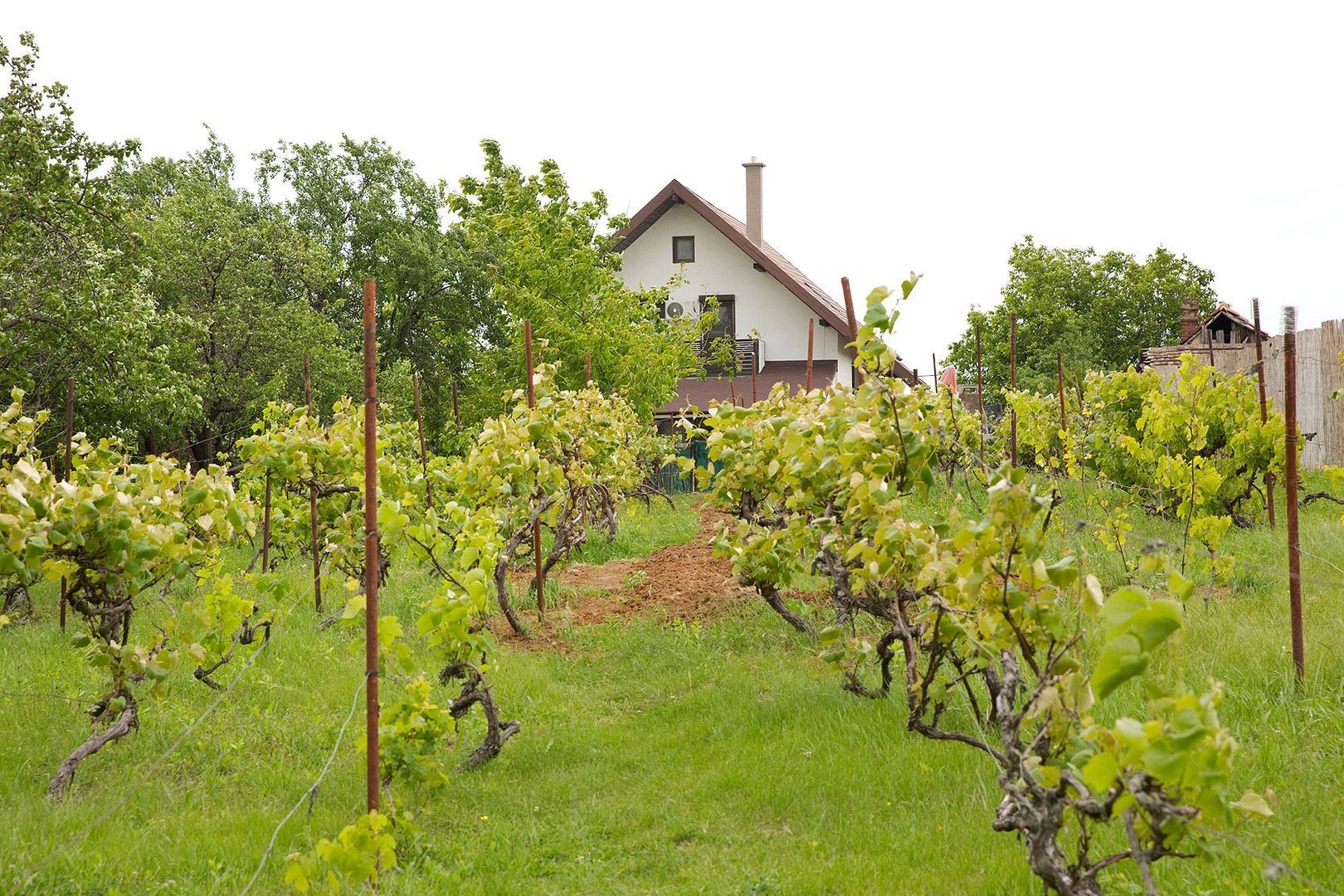 Vilă cu 5 dormitoare, 4 băi, 2 248mp teren, piscină. Preț: 229 000 Eur - Poză 14