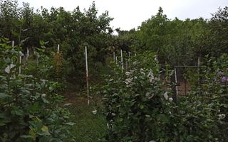 Casa 190 mp-teren 1860 mp-garaj-curte amenajata-Valea Sigmirului - Poză 9