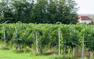 Pivnițele Birăuaș D.O.C Miniș - RATE FĂRĂ DOBÂNDĂ - Poză 47