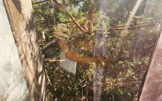 🏡 Casă deosebită – 2 unități locative, 6 dormitoare, zona Albert - Poză 117