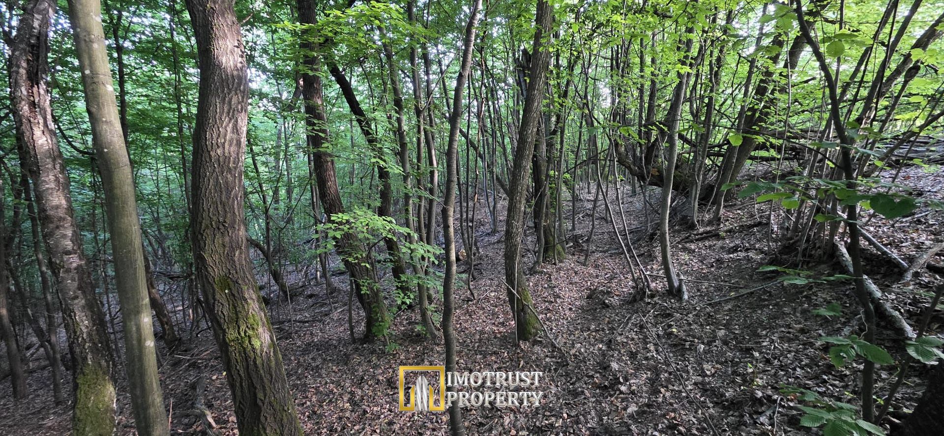 Pădure și pășune de vânzare 8,2037 ha Borod, Bihor - Poză 9