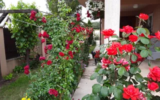Casă de vânzare | 5 camere P+1 | Teren 553 mp | 2 terase | Clinceni - Poză 27