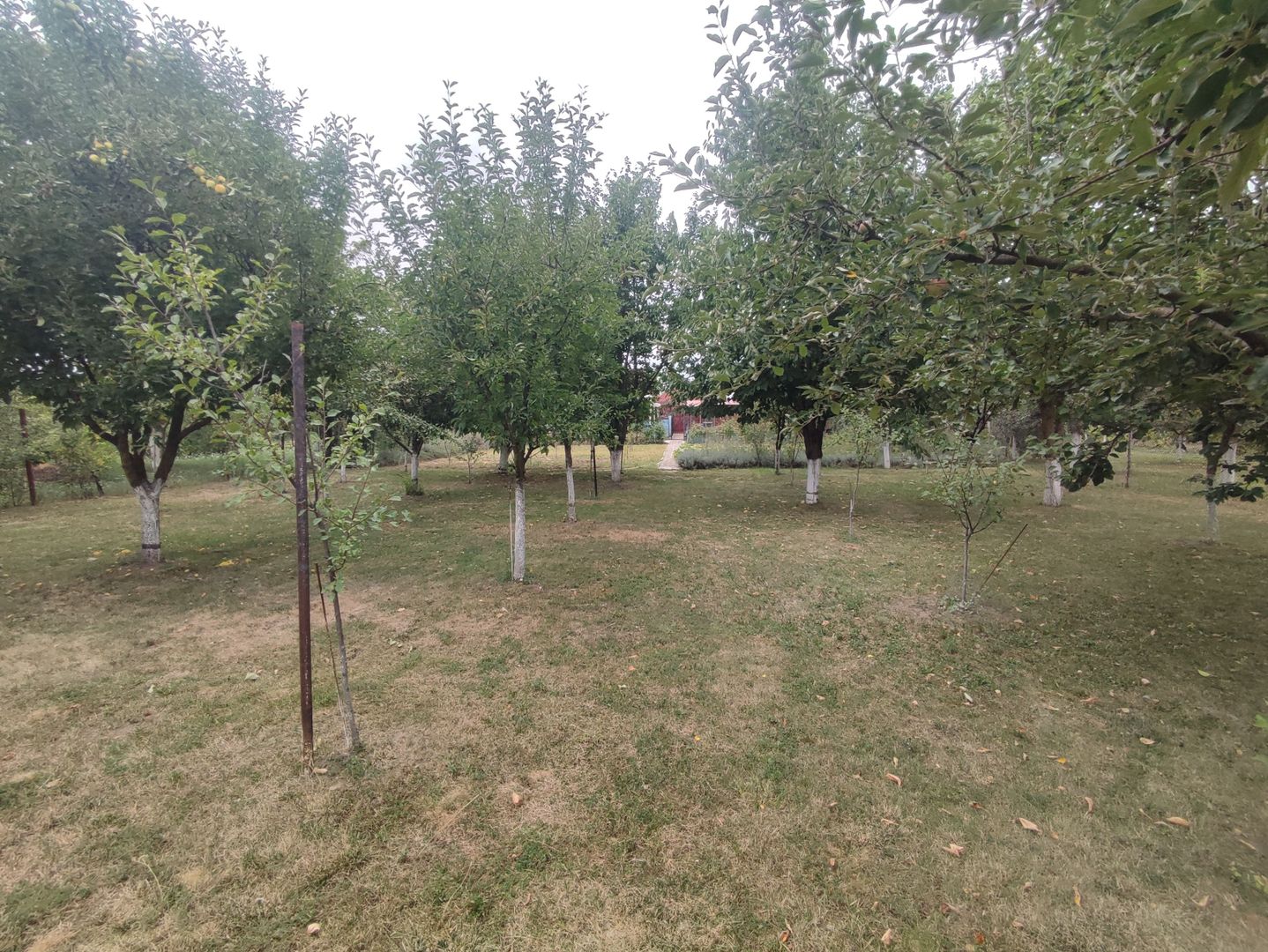 Sanadrei, Casa individuala, Suprafata teren generos, Garaj, terase si anexe - Poză 3