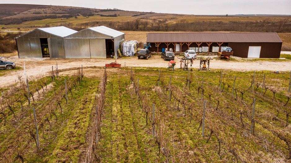 Vie de 115 Hectare în satul Dud, județul Arad - Poză 2