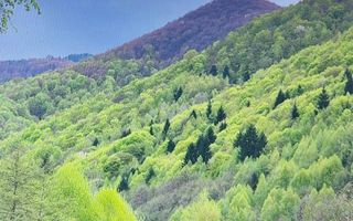 CASĂ\VILĂ DE VÂNZARE\ COMUNA MARGA\JUD. CARAȘ-SEVERIN\COMISION O% - Poză 16