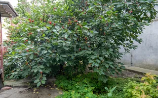 Casă individuală de vanzare + teren intravilan 539 mp - Parc Bazilescu - Poză 15