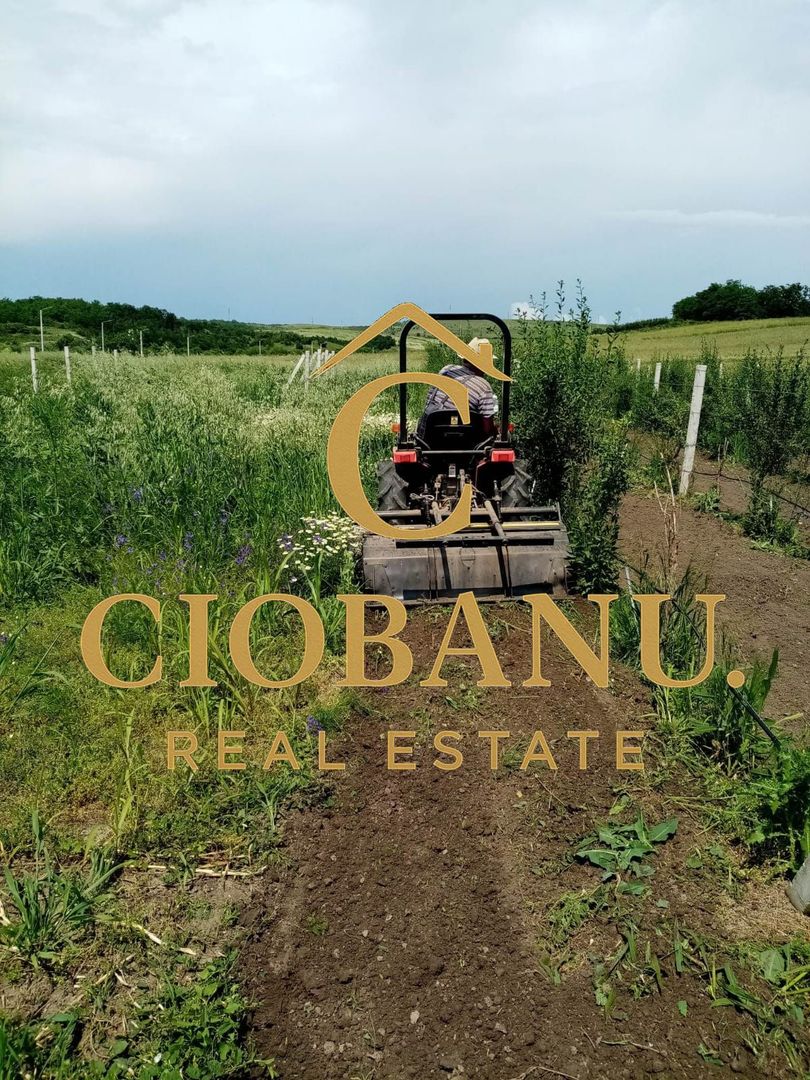 Teren intravilan cu PLANTATIE DE GOJII de vanzare in Racari - Poză 22