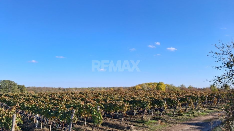 Plantație de viță-de-vie 5,7 ha  investiție cu recuperare rapidă - Poză 7