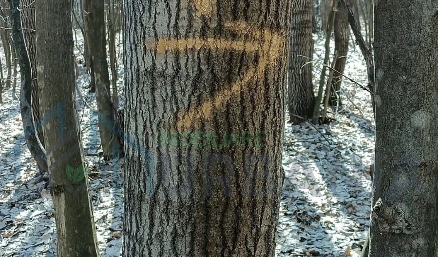 Teren forestier de vânzare, 1 ha, județul Neamț, comunele Rediu Borlești, OS Tazlău - Poză 9