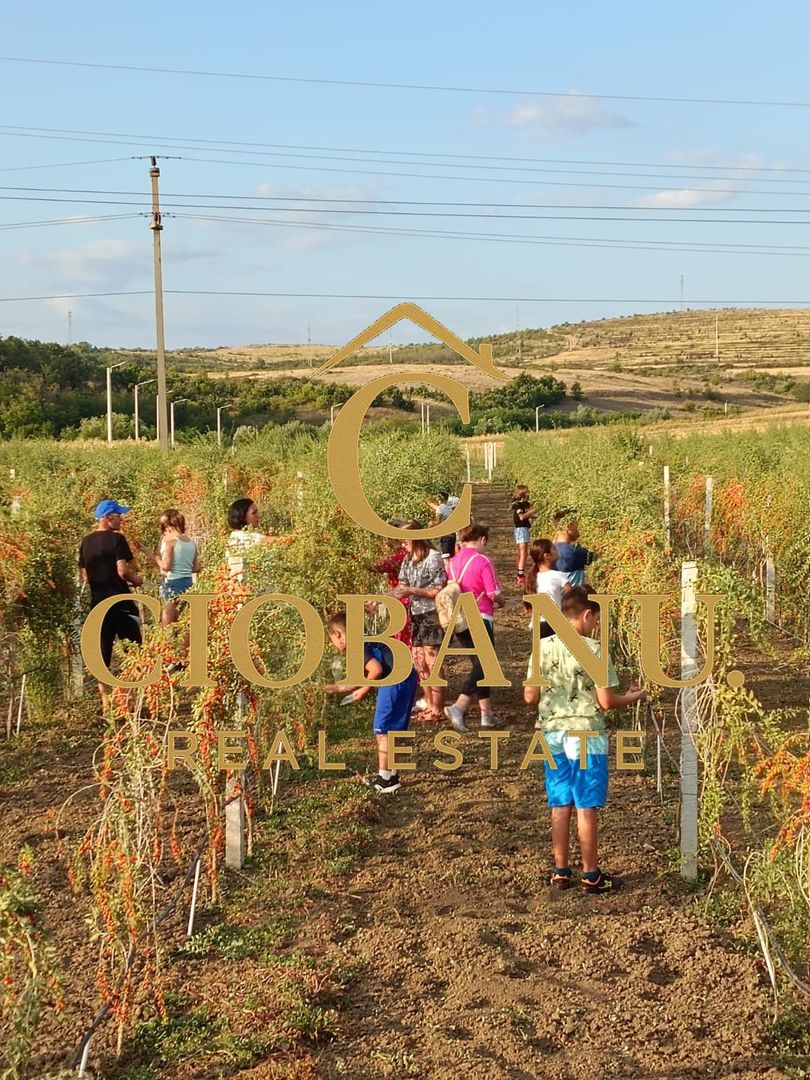 Teren intravilan cu PLANTATIE DE GOJII de vanzare in Racari - Poză 23
