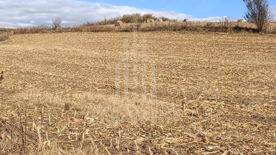 Teren extravilan in Sura Mare - Poză 2