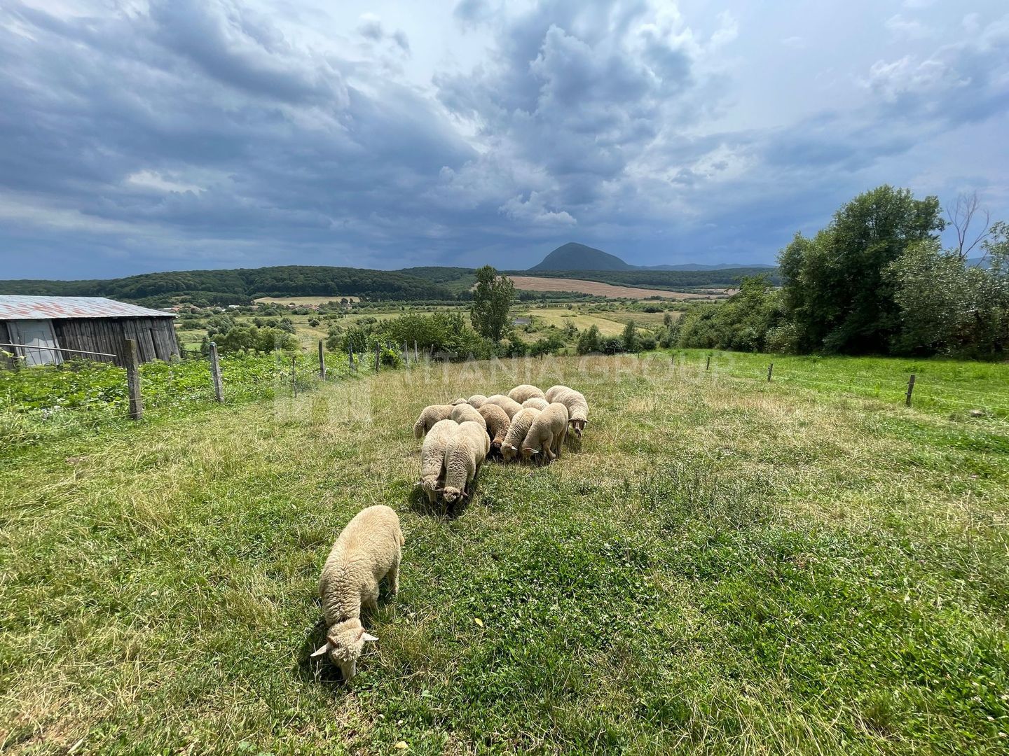 Casa cu teren 1800 mp in Dumbravita,  comision 0 - Poză 11