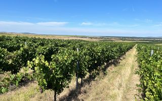 Vie de 115 Hectare în satul Dud, județul Arad - Poză 5