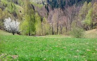 teren intravilan in zona Magura Bran - Poză 27