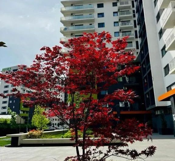 Apartament 2 camere open space în Oradea - Poză 20