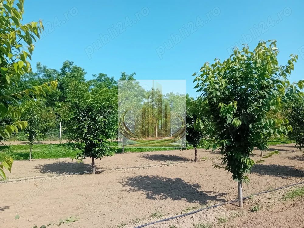 Vand/Schimb Livada Belint 16000mp - Poză 2