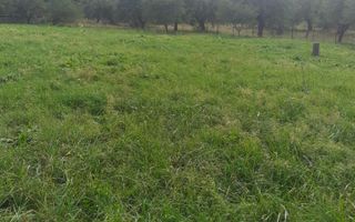 TEREN INTRAVILAN 3698 MP, CAMPULUNG, ARGES - Poză 5