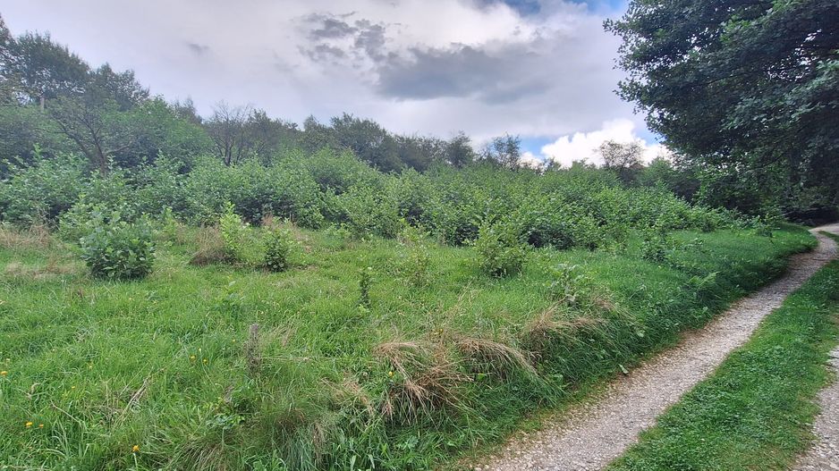 Bran-Predelut doua parcele de 2000+3000mp pret 25 euro/mp - Poză 2