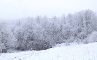 Teren de vanzare I izvor apă minerală  Dangești I 2 Hectare - Poză 11