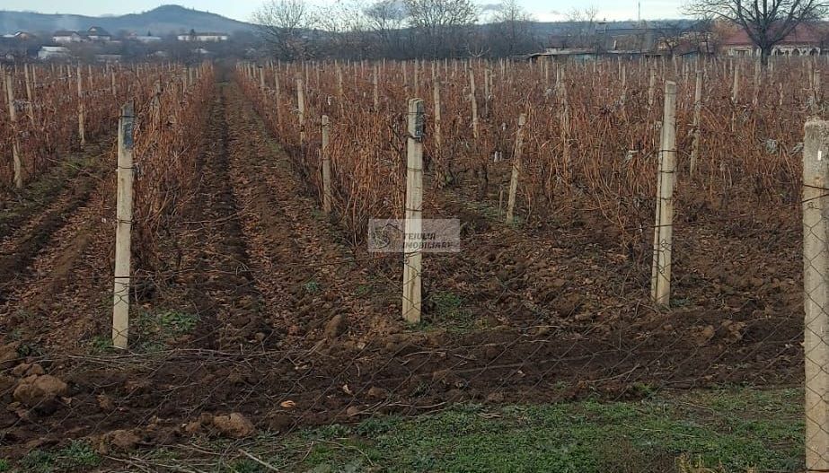 Teren/Loc de casa/Tamboesti - Poză 3