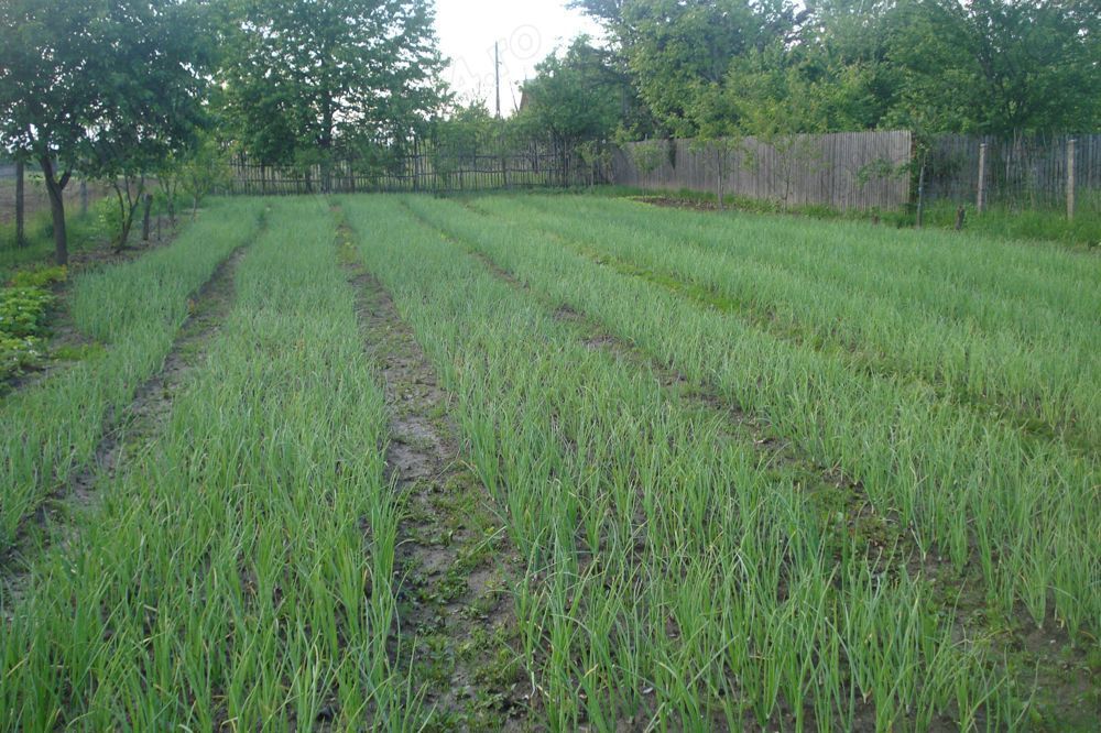 AZURA Imobiliare - Teren Auchan Gavana si Casa Bonus - Poză 10