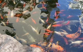 Garsonieră modernă de închiriat – North Lake Herăstrău - Poză 4