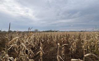 Teren de vânzare | 52 ari | intravilan | Zonă liniștită | Rădăuți - Poză 8