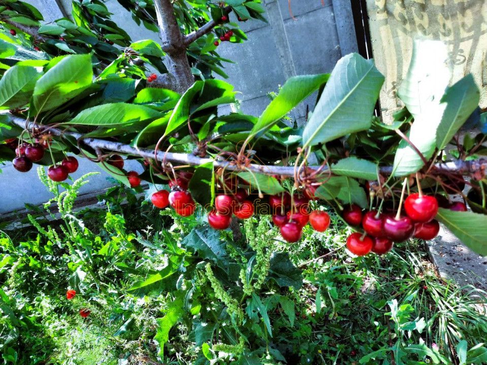 Cumpana | Spațiu și curte generoasă! | Casa familiei tale! - Poză 1