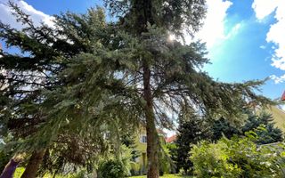 Amazing 6 Rooms Villa // Private Pool // 4 Parking Place / Erou Iancu Nicolae - Poză 53