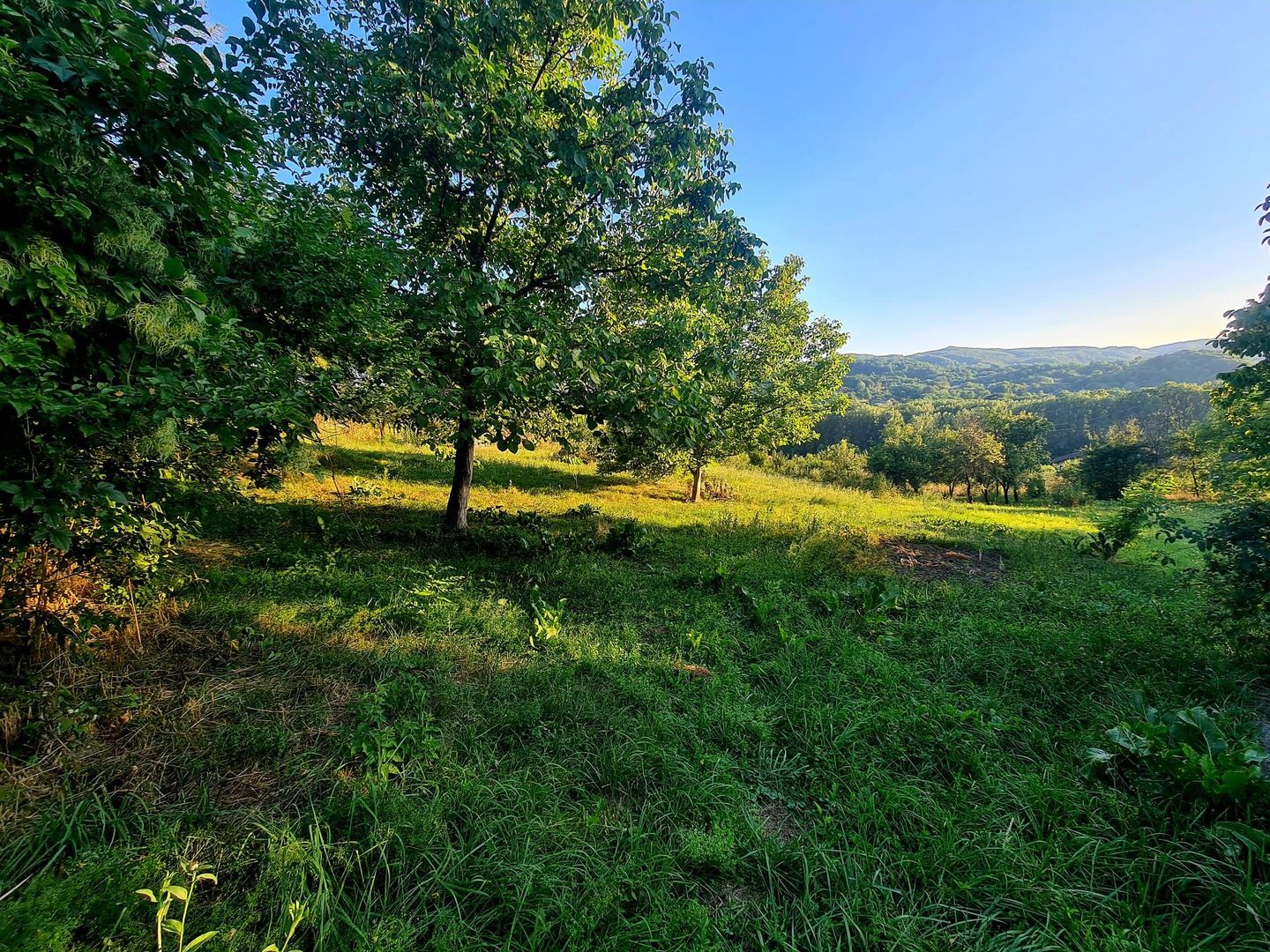 Teren Intravilan 3250 mp / Casa batraneasca / Pausesti Maglasi - Poză 2