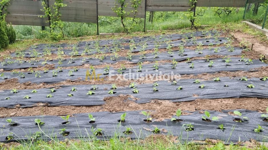Casă P+M cu 1.558 mp teren, livadă și garaj - Poză 9
