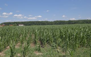 Corbeanca - Sat Petresti - Str. Codrului, 26.650 mp. teren intravilan - Poză 3