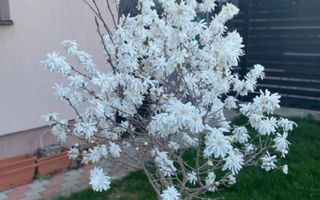 Vila individuala, teren 340 mp, Strada Tuberozelor, Comuna Berceni - Poză 5