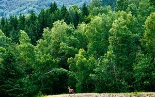 18000 mp de natura pura ,Lupeni, langa Straja - Poză 9
