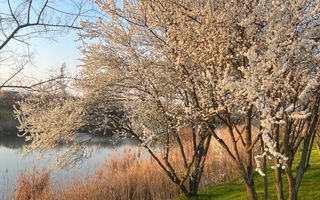 Vila 6 camere / Townhouse Avalon Estate - Poză 37