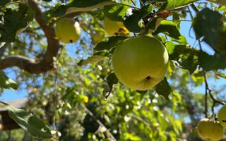 Teren Intravilan de Vânzare în Picioru Lupului - Poză 5