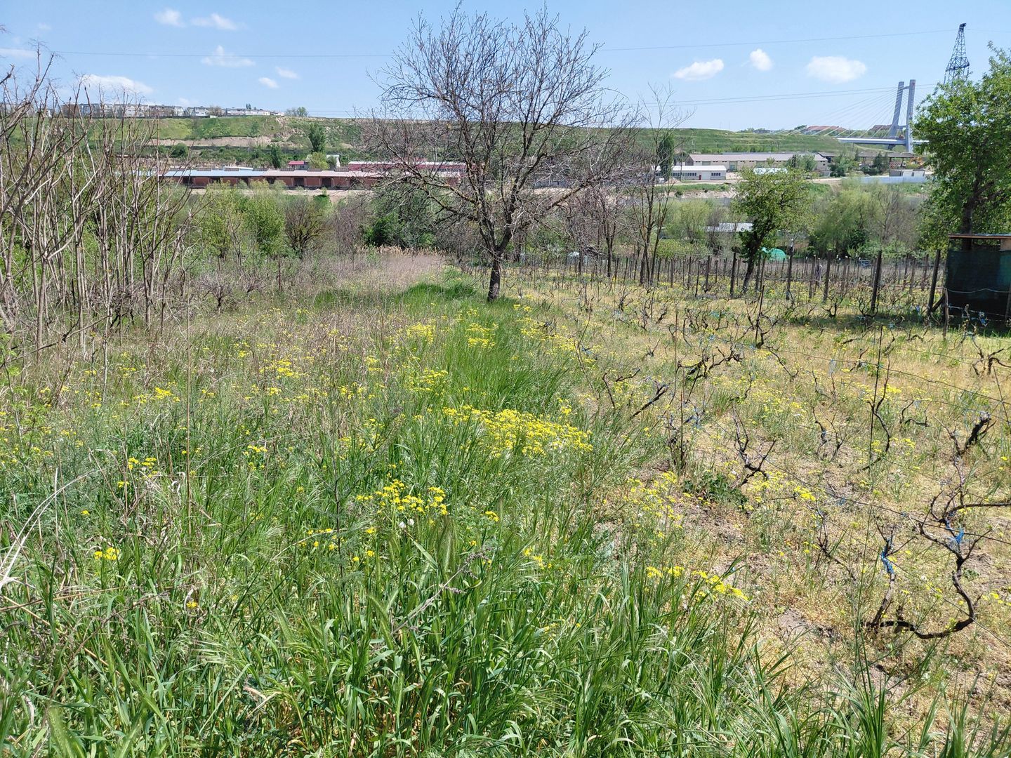 Teren intravilan 3.250 mp în Filești – Ideal pentru casă sau investiție! - Poză 14