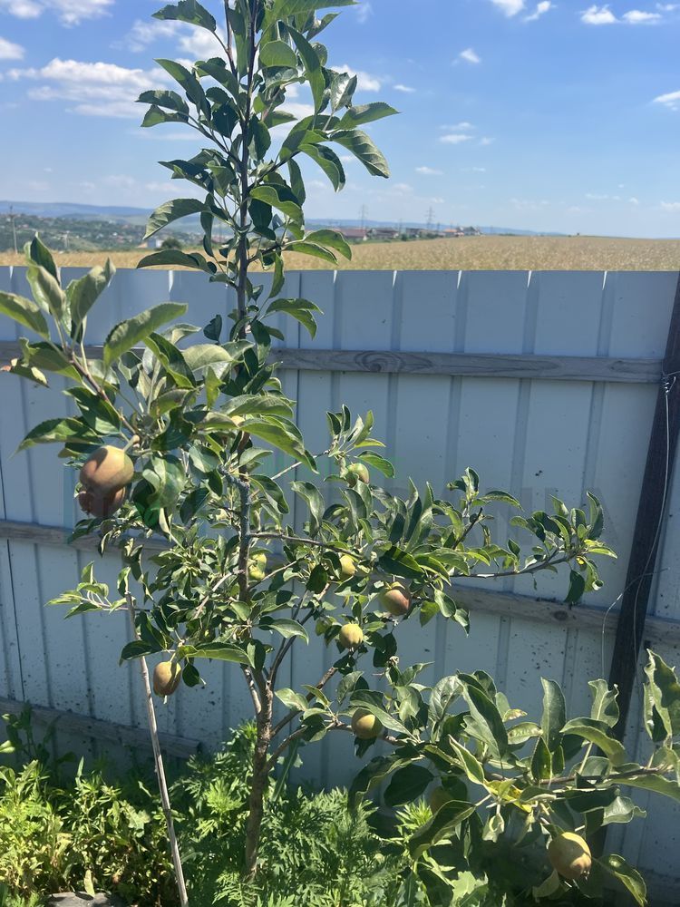 Teren de vânzare, zonă în dezvoltare, Valea Lupului, Brătuleni - Poză 7