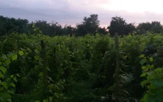 Casă individuală cu 4 camere în Burila Mare, jud. Mehedinți - Poză 38